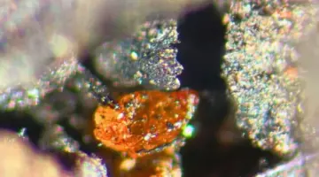 عمره 92 مليون عام.. كهرمان يكشف أسرار القارة الخضراء المفقودة