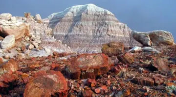 عمرها 200 مليون عام.. كيف أصبحت أشجار أريزونا كنزاً نادراً؟
