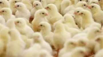 قائمة أسعار كتاكيت الشركات اليوم.. العناني ونيوهوب يتصدران الأعلى ثمنًا