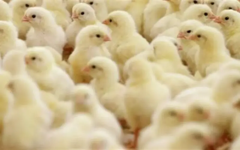 قائمة أسعار كتاكيت الشركات اليوم.. العناني ونيوهوب يتصدران الأعلى ثمنًا