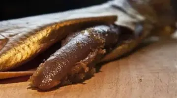 قبل فوات الأوان.. وزارة الصحة تُحذر من الإفراط في الرنجة وتكشف أضرارها الصحية