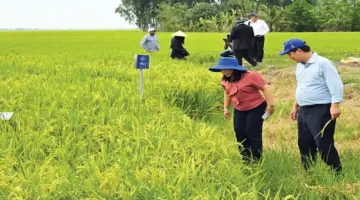 كان ثو يتوسع في نموذج زراعة الأرز عالي الجودة ومنخفض الانبعاثات.