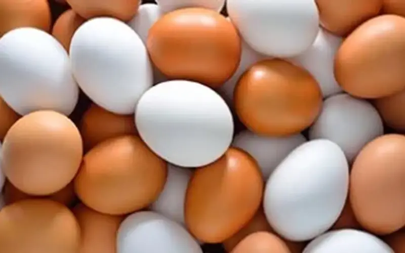 كرتونة البيض بـ110 جنيهات.. أسعار البيض في كفر الشيخ السبت 25 أبريل 2026