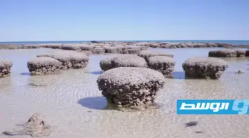 كشف سر نشأة «الحياة المعقدة» في خليج القرش غرب أستراليا