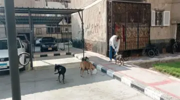 كيف تتقدم ببلاغات الكلاب الضالة؟.. خطوات بسيطة لحماية نفسك وأولادك.