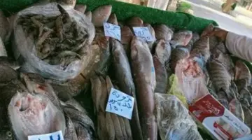 كيلو البلطي بـ 75 جنيهاً.. أسعار الأسماك بالوادي الجديد اليوم الثلاثاء