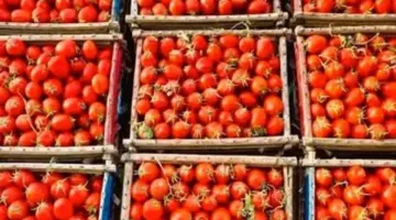 كيلو الطماطم بـ 32 جنيهاً تعرف على أسعار الخضروات والفاكهة بالوادى الجديد