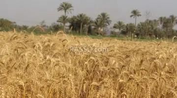 مصر.. تحذير رسمي من “كارثة” تهدد الزراعة بالبلاد بسبب “إعلانات ممولة مجهولة”