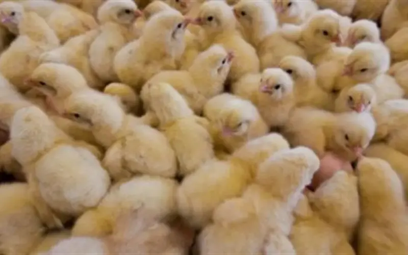 مفاجآت في أسعار الكتاكيت اليوم.. مكة المكرمة تسجل الثمن الأقل للأبيض