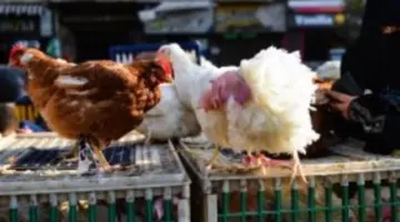 مفاجأة في أسعار الدواجن الساسو والبلدي اليوم بمزارع الفراخ والأسواق