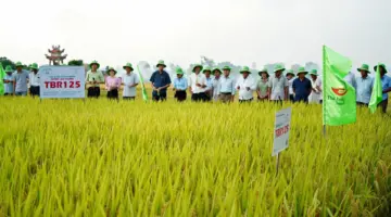 مقترح لاختبار صنف الأرز TBR125 في موسم الصيف والخريف.