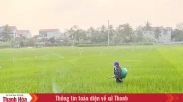 مكافحة الآفات والأمراض لوقاية محصول الأرز الربيعي.