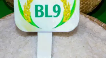 نال أرز BL9 من كا ماو، الذي يزرع في حقول أرز تربية الروبيان، جائزة أفضل أرز في دلتا ميكونغ.
