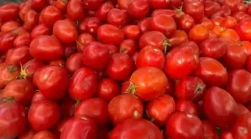 وزارة التموين توفر الطماطم بـ 20 جنيها للكيلو