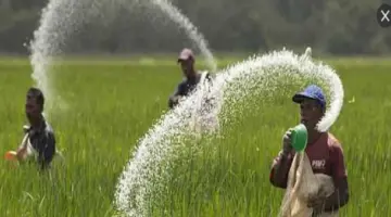 وزارة الري تصدر قراراً بتحديد المساحات والمناطق المسموح بزراعتها أرزاً لعام 2026