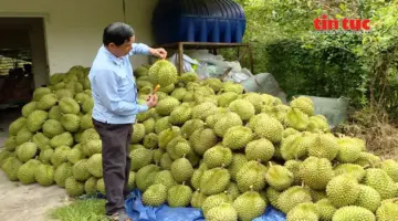 يشهد القطاع الزراعي الفيتنامي نمواً مستقراً ويواصل التحول على طول سلسلة القيمة.