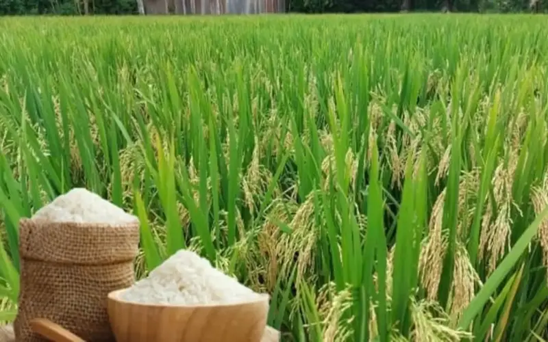 يواصل الأرز المخصص للتصدير مساره التصاعدي القوي.