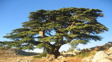 أرز لبنان الذي تغنى به الشعراء وباعه الباعة