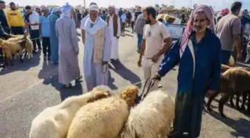 أسعار الأضاحي بسوق الإثنين بالجورة في الشيخ زويد مع اقتراب عيد الأضحى
