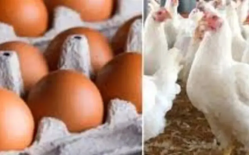 أسعار الدواجن اليوم الأربعاء.. كرتونة البيض الأبيض تبلغ 101 جنيه للمستهلك النهائي