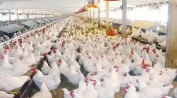 أسعار الدواجن في بورصة الفراخ اليوم الخميس 30-4-2026 -جريدة المال