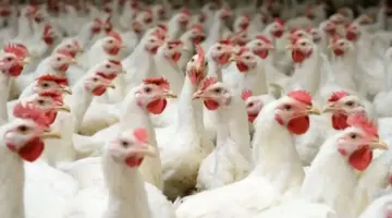 أسعار الدواجن والبيض اليوم الجمعة 15 مايو 2026