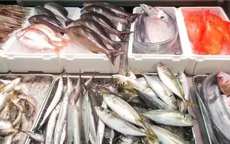 أسعار السمك اليوم، ارتفاع البلطي والكابوريا وانخفاض 6 أنواع منها الجمبري والبوري