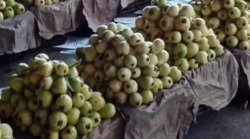أسعار الفاكهة اليوم الأحد 3-5-2026 بأسواق مطروح.. الجوافة بـ30 جنيهاً