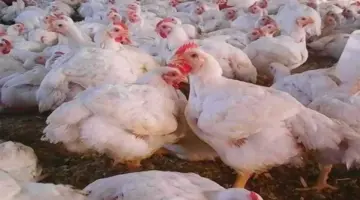 أسعار الفراخ والبانيه اليوم الإثنين 11 مايو 2026 بعد الانخفاض