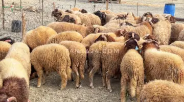أضاحي الحرارين في طنجة تاجر الرحمة أمام الكاميرا وأثمانها تتلاعب بالمشترين