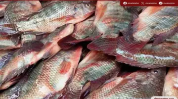 استقرار أسعار الأسماك في سوق العبور اليوم مع تذبذبات محدودة ببعض الأصناف