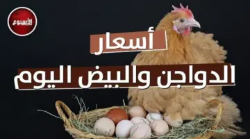 استقرار أسعار الدواجن والبيض اليوم الأربعاء 27 مايو 2026