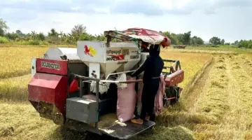 الاستعجال في حصاد آخر محصول من موسم زراعة الأرز الشتوي الربيعي.