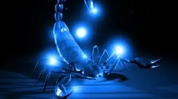 العقرب يستعيد نشاطه.. معالجة الأخطاء الصغيرة تنقذ مستقبلك المهني