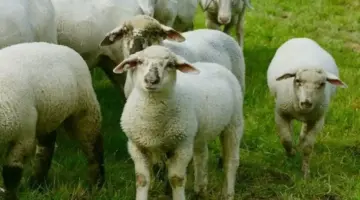 بالخطوات.. كيف تحجز صك الأضحية من بيت الزكاة والصدقات؟
