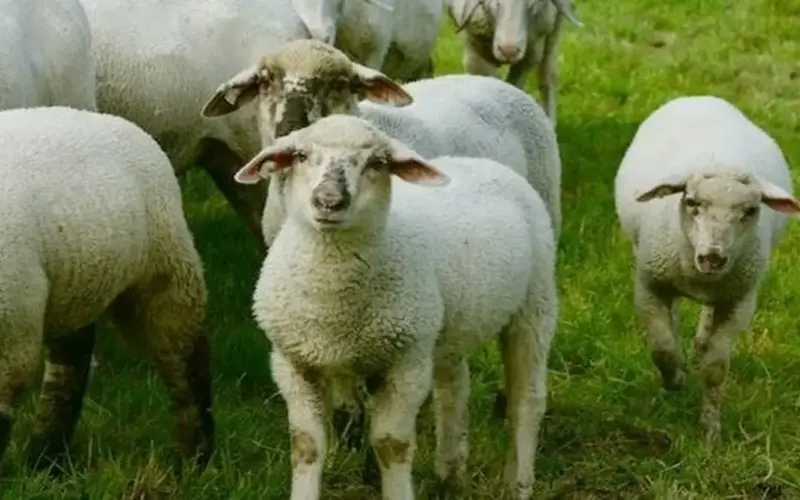 بالخطوات.. كيف تحجز صك الأضحية من بيت الزكاة والصدقات؟