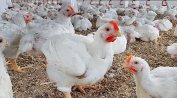 بكام الفراخ النهاردة؟.. مفاجأة جديدة في أسعار الدواجن اليوم الجمعة 15 مايو 2026