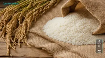 بكم الطن؟.. سعر طن الأرز الشعير اليوم الثلاثاء يثبت مع وفرة المعروض وتوازن السوق – موقع مرجعي الإخباري