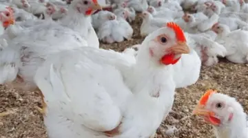 بكم الفراخ والبيض النهارده؟.. تفاصيل الأسعار في بورصة الدواجن مطلع مايو