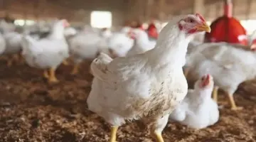 بورصة الدواجن اليوم.. أسعار الفراخ البيضاء في الأسواق