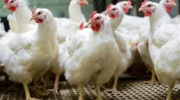 بورصة الدواجن.. أسعار الفراخ البيضاء وكرتونة البيض اليوم الاثنين 11 مايو 2026