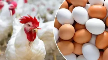 بورصة الدواجن.. سعر الفراخ البيضاء اليوم