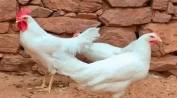 تحليل أسعار الدواجن البيضاء والساسو والبانيه في الأسواق