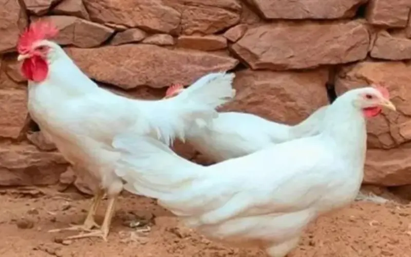 تحليل أسعار الدواجن البيضاء والساسو والبانيه في الأسواق