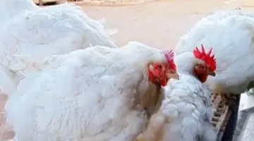 تراجع طفيف بأسعار الدواجن في الأقصر اليوم الأحد.. البيضاء بـ 108 جنيهات