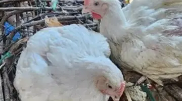 تطورات سوق الدواجن اليوم.. أسعار البيض والساسو والبانيه في بورصة الدواجن بمصر
