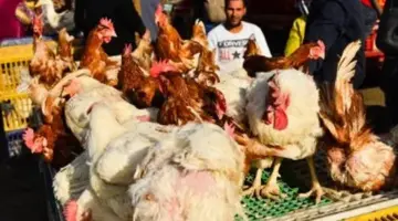 تعرف على أسعار الدواجن واللحوم والأسماك اليوم في أسواق سوهاج
