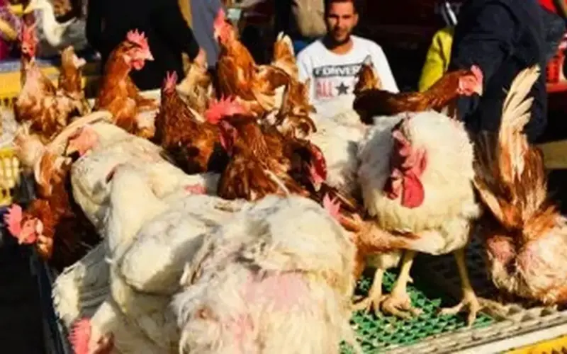 تعرف على أسعار الدواجن واللحوم والأسماك اليوم في أسواق سوهاج
