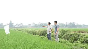 تعمل بلدية تيان لو على توسيع زراعة صنف الأرز الطبي الأرجواني في فينه هوا.
