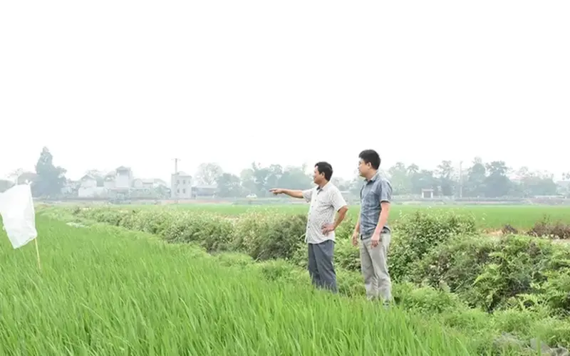 تعمل بلدية تيان لو على توسيع زراعة صنف الأرز الطبي الأرجواني في فينه هوا.